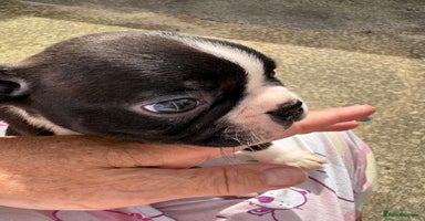 Boston Terrier dogs - Advert 2