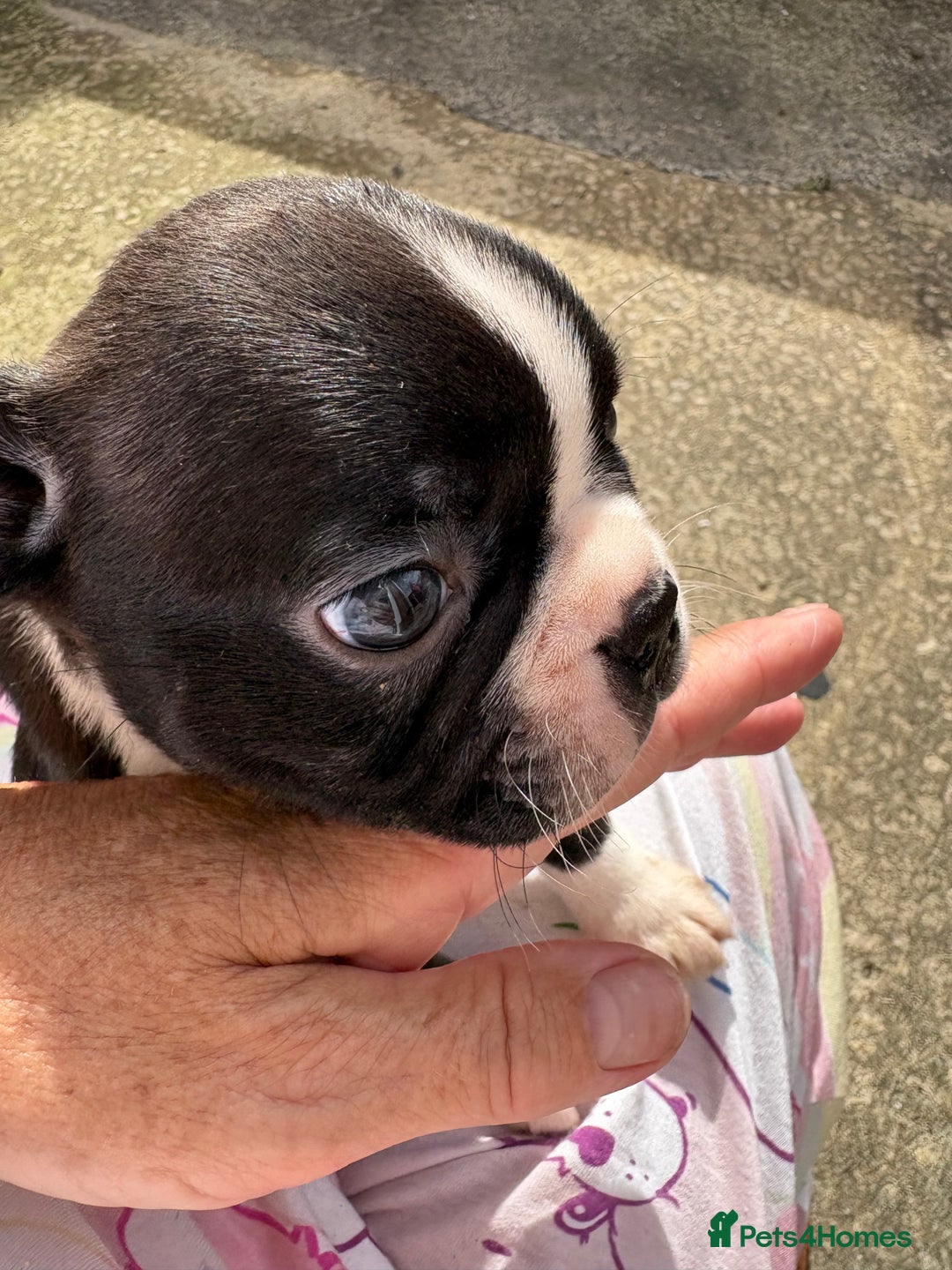 Boston Terrier dogs for sale:  🩷OUR LAST GORGEOUS K.C. BOSTON TERRIER PUPPIES - Image 1