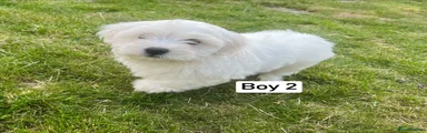 Maltese 2