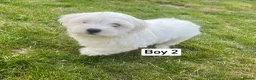 Maltese dogs for sale: Gorgeous Maltese puppies  - Advert 3