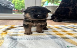 German Shepherd dogs for sale: KC show line German Shepherd puppies - Image 2