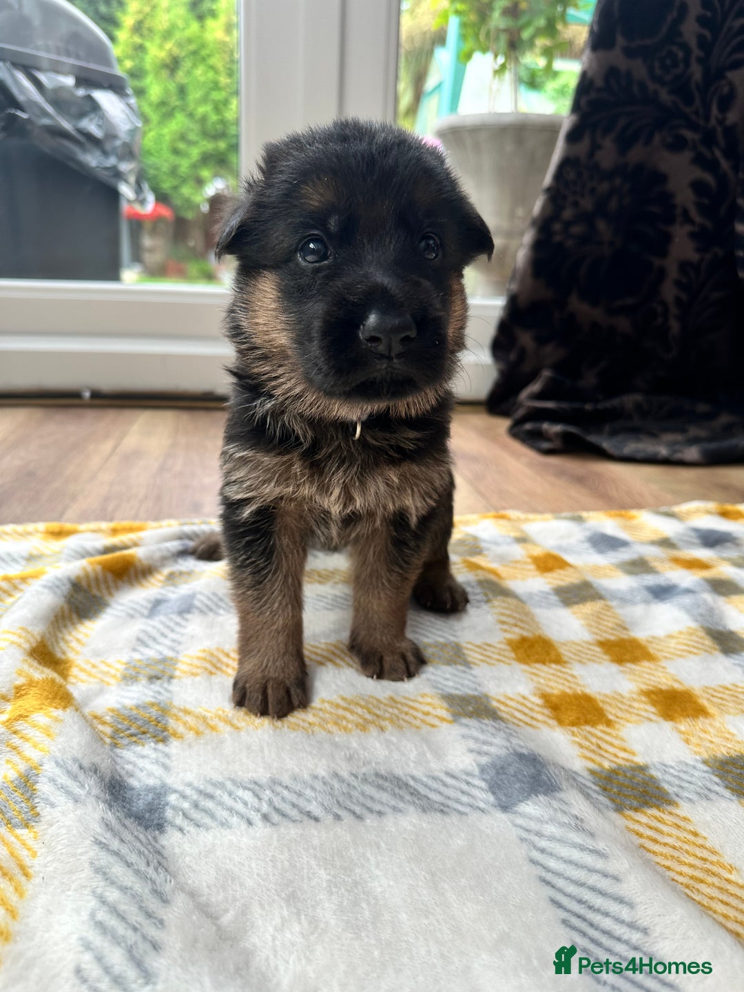 German Shepherd dogs for sale: KC show line German Shepherd puppies - Image 2