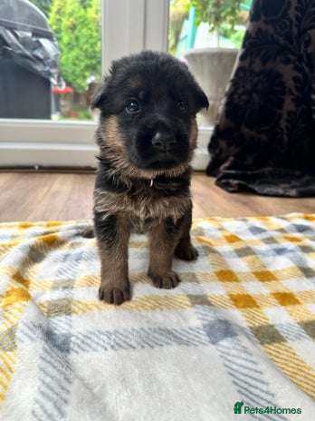 German Shepherd dogs - Advert 3