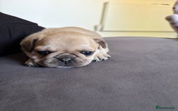 Frug dogs for sale: Beautiful baby Frug’s - Image 8