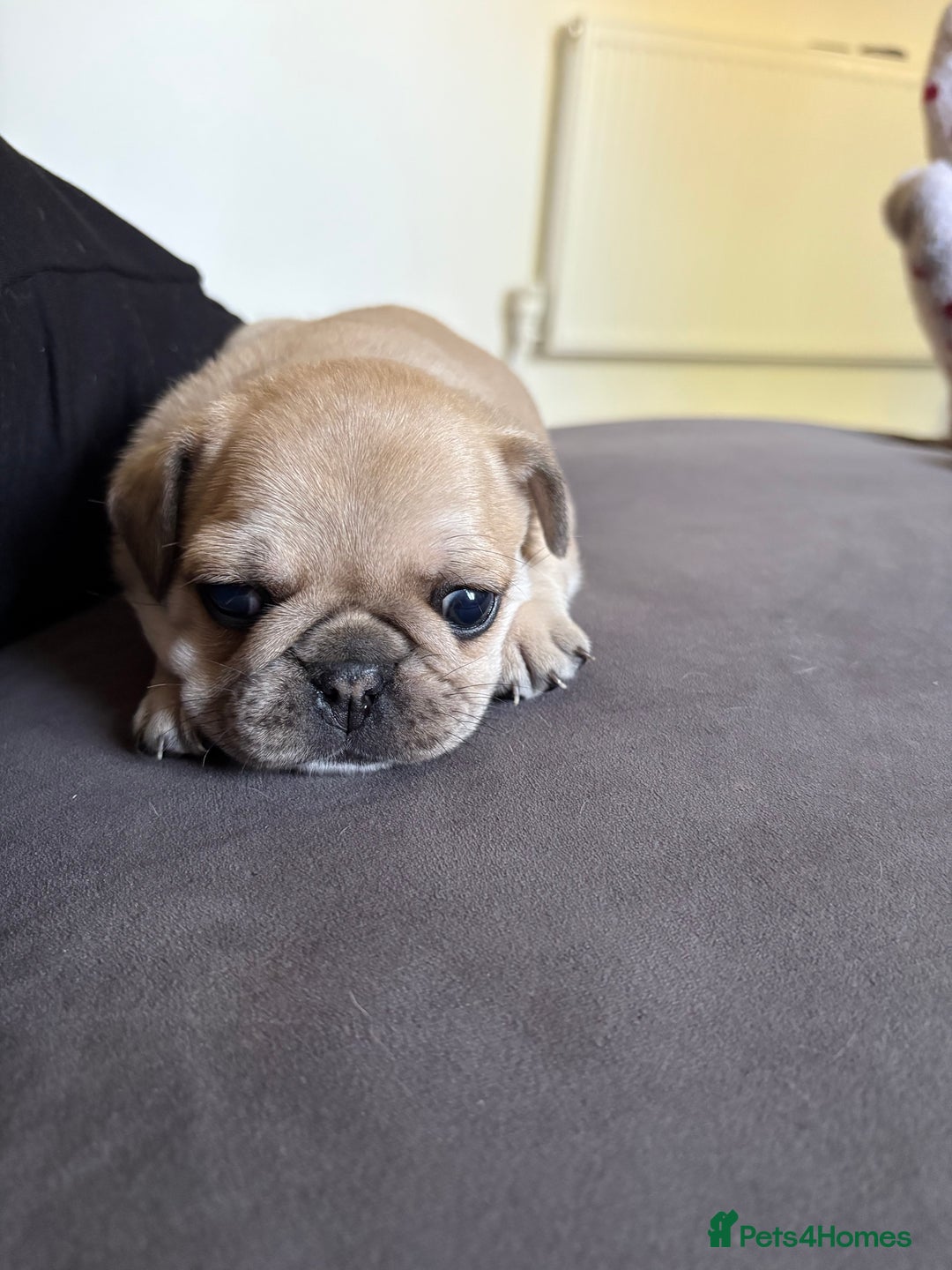 Frug dogs for sale: Beautiful baby Frug’s - Image 8