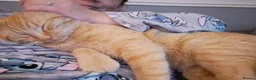 Mixed Breed cats for sale: Very special female adopter needed in Scarborough - Advert 3
