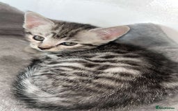 Mixed Breed cats for sale: 4 stunning kittens left  - Image 5