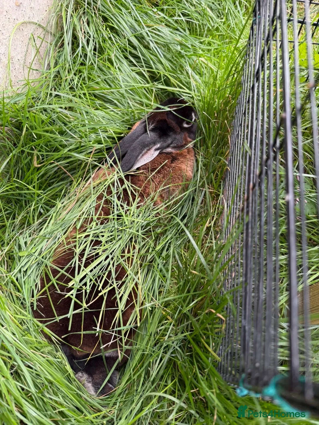 Rex rabbits for sale: 🐰 Beautiful, Very Friendly & Healthy Mini Rex Boy - Advert 2