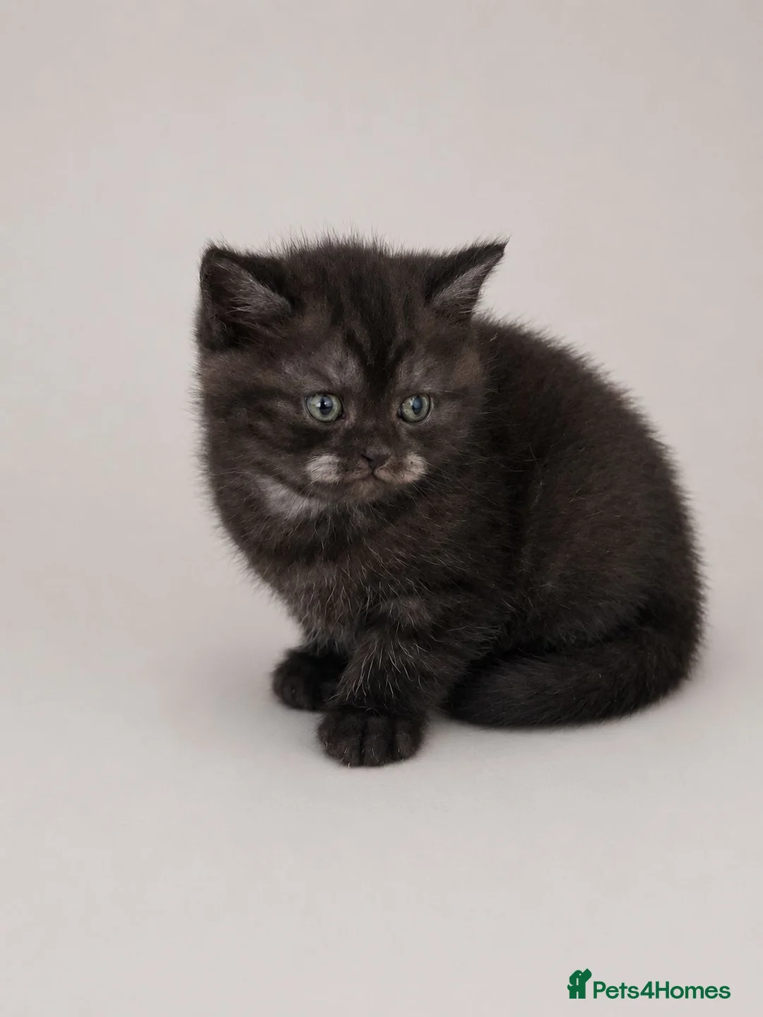 British Shorthair cats for sale: Black smoked tabby british shorthair - Advert 9