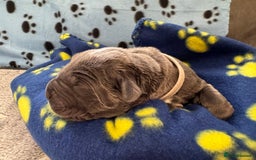 Neapolitan Mastiff dogs for sale: Neapolitan mastiff puppies  - Image 35