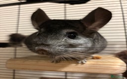Chinchilla rodents for sale: 2 male chinchillas  - Image 2