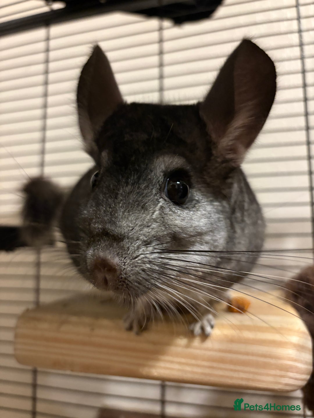 Chinchilla rodents for sale: 2 male chinchillas  - Image 2