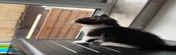 Domestic Shorthair cats for sale: Black and white kitten - Advert 3