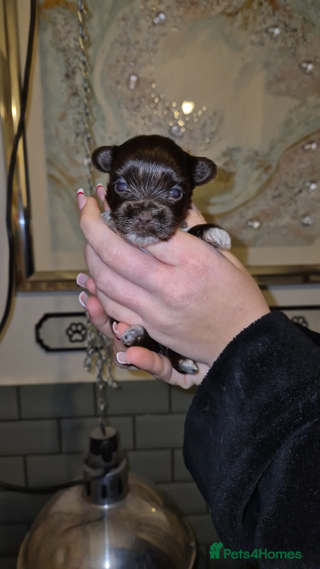 Yorkshire Terrier dogs for sale: REDUCED LAST 2 BOYS  - Advert 5