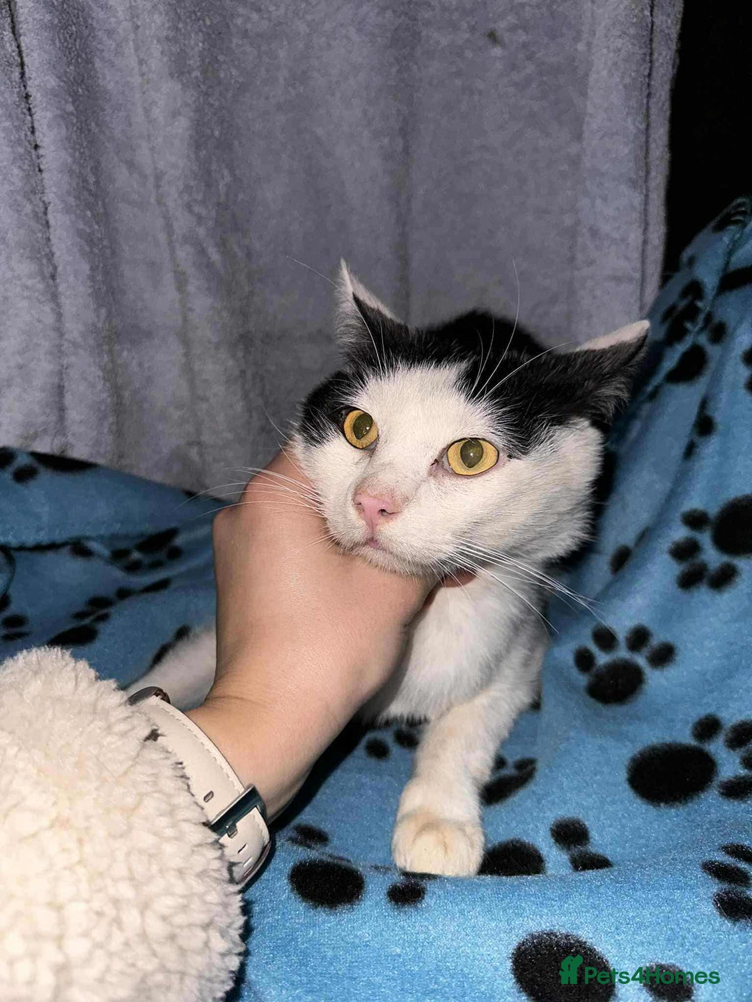 Domestic Shorthair cats for adoption: Sweet Saturn looking for his forever home  - Advert 2