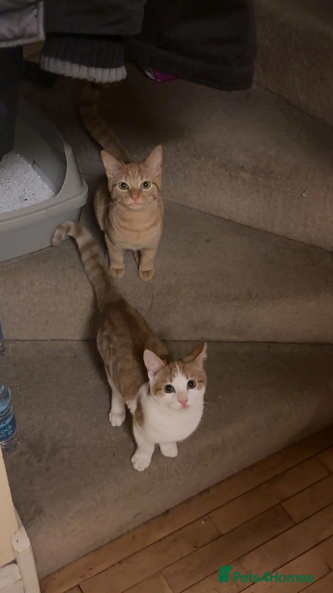 Domestic Shorthair cats for sale: 3 Ginger shorthair male cats - Advert 8