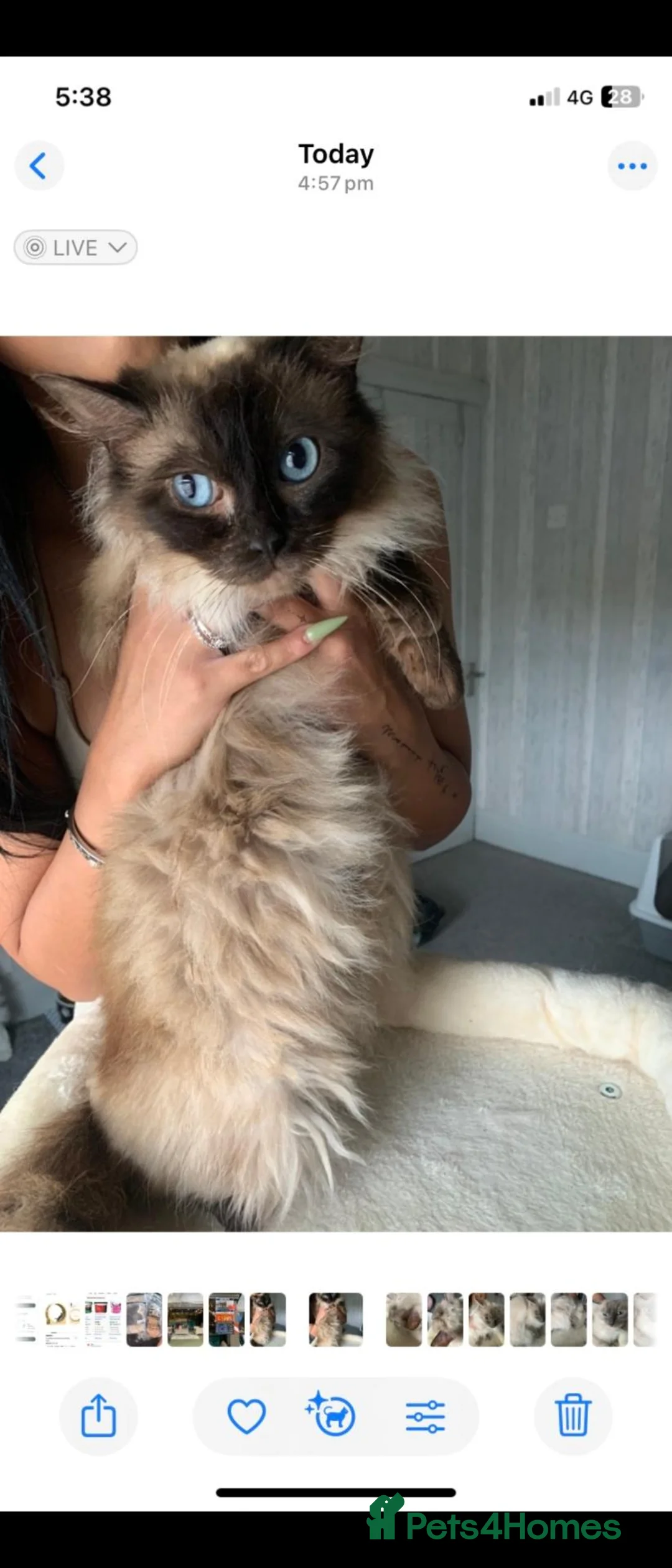 Ragdoll cats for sale: Ragdoll queens - Advert 6