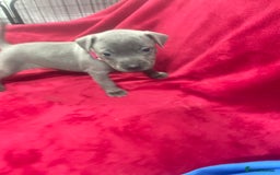 Staffordshire Bull Terrier dogs for sale: Stunning blue Staffordshire bull terrier puppies - Advert 18