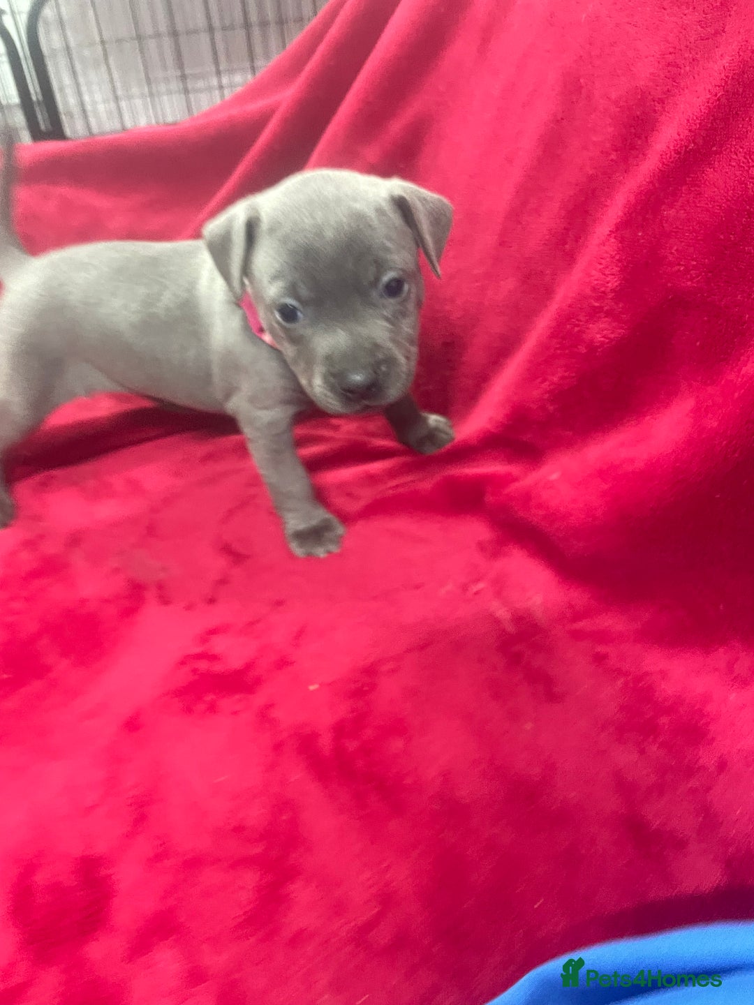 Staffordshire Bull Terrier dogs for sale: Stunning blue Staffordshire bull terrier puppies - Advert 18