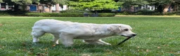 Golden Retriever dogs for sale: Male Golden Retriever  in Carlisle - Advert 3