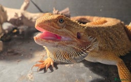 Bearded Dragon reptiles for sale: Male breaded dragon 1 year old - Image 3