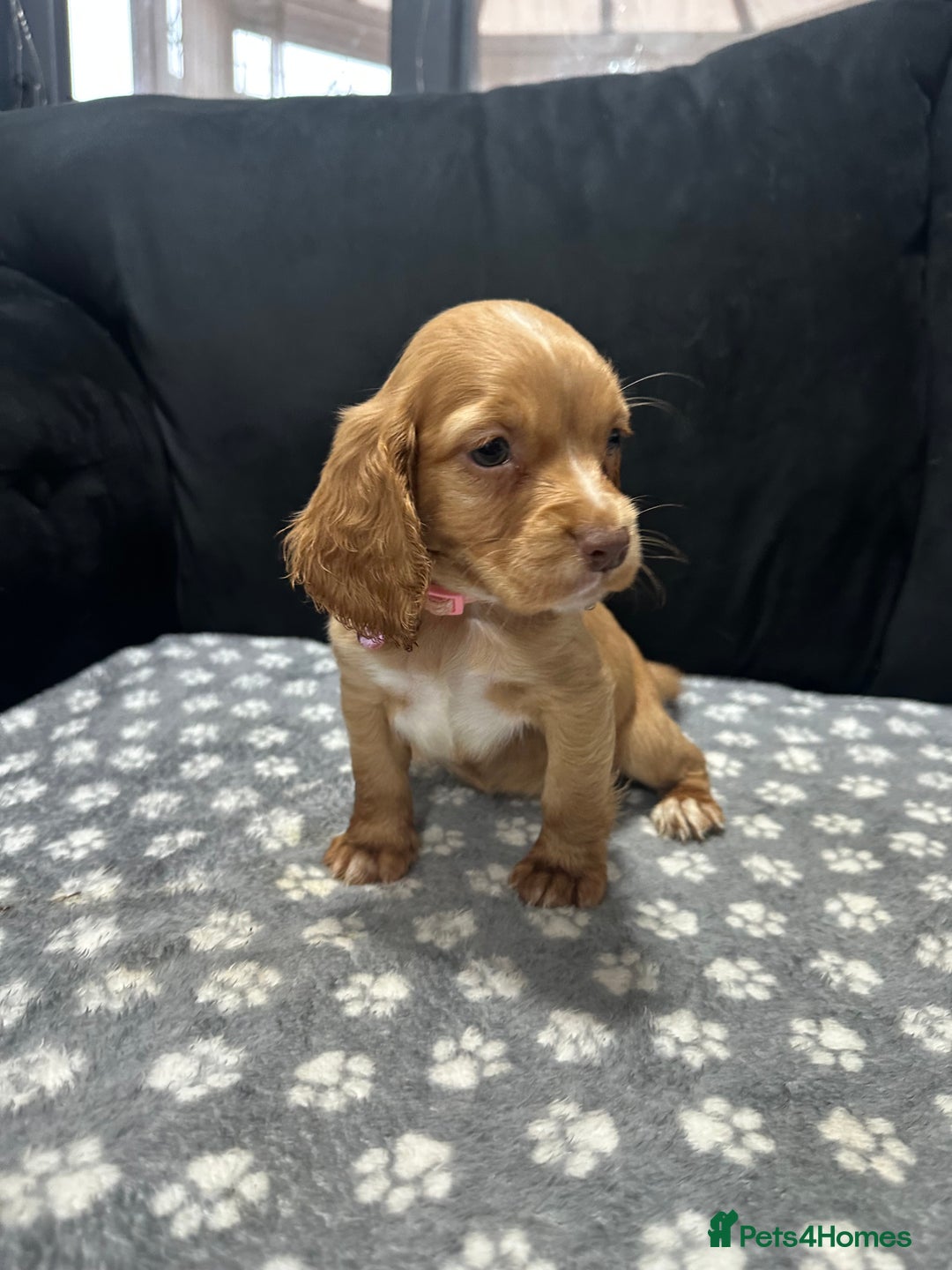 Cocker Spaniel dogs for sale: 3 beautiful cocker spaniel puppies left  - Advert 17