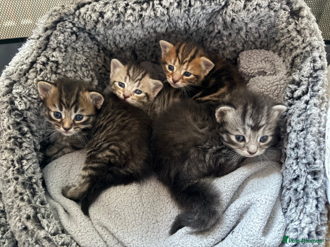 Mixed Breed cats for sale: 4 Healthy Adorable Fluffy Tabby Kittens 🐱💕💘 - Advert 1