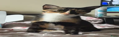 Mochi
