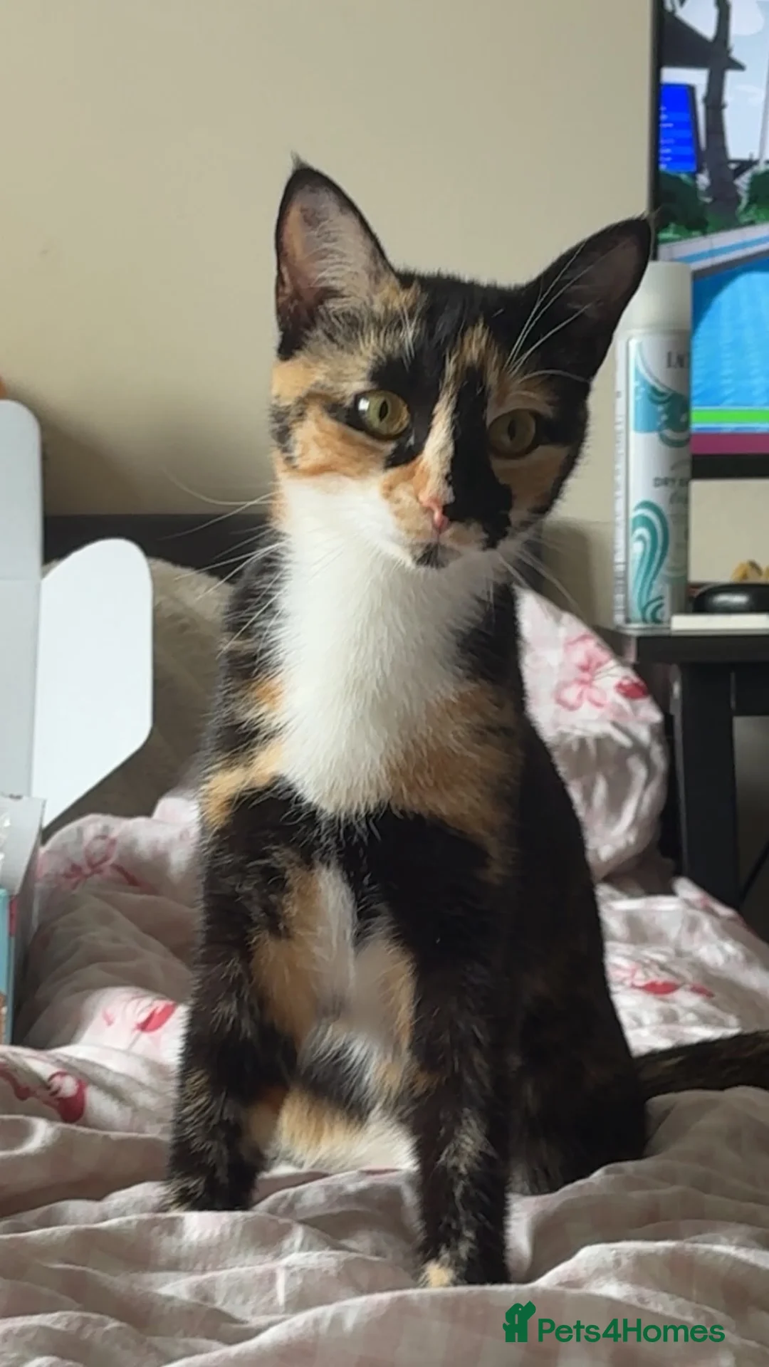 Mixed Breed cats for sale: Two beautiful sisters  in Saltash - Advert 2