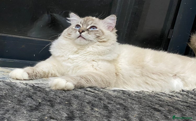 Ragdoll cats - Advert 1