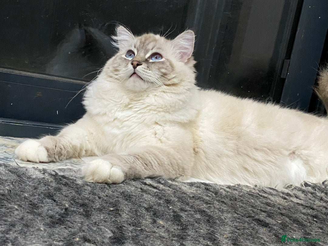 Ragdoll cats for sale: Blue Lynx TICA boy  - Image 1