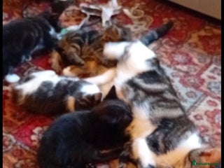 British Shorthair cats Kittens For Sale - Advert 1