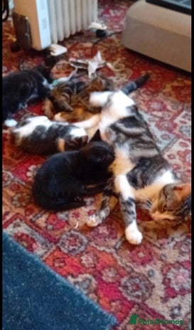 British Shorthair cats Kittens For Sale - Advert 3