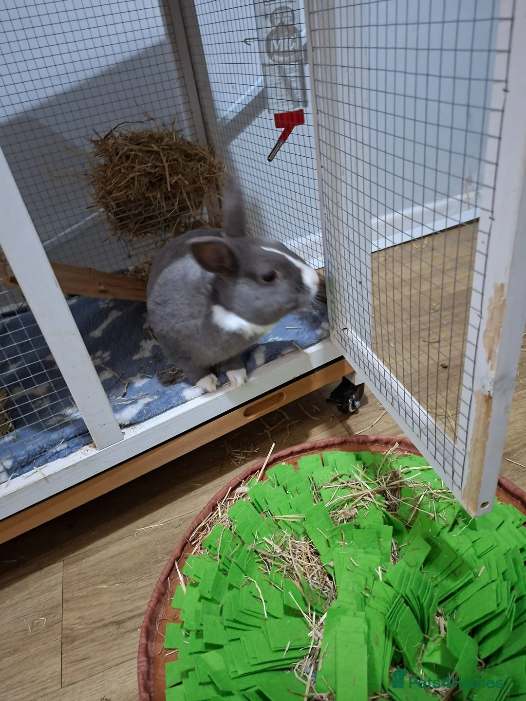 Dutch rabbits for sale: Rabbit- Oli in Paignton - Advert 3