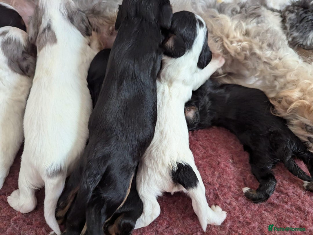 Cavapoo dogs for sale: Stunning CAVAPOO pups, DNA health tested parents - Image 13