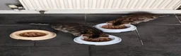 Mixed Breed cats for sale: Beautiful kittens ready for new home - Advert 22