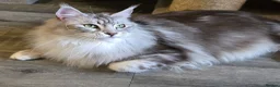 Maine Coon cats for sale: Silver tabby with white Maine Coon - Advert 4