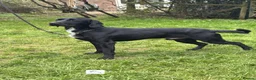 Springador dogs for sale: Drake - Fully Trained Pet Springador - Advert 3