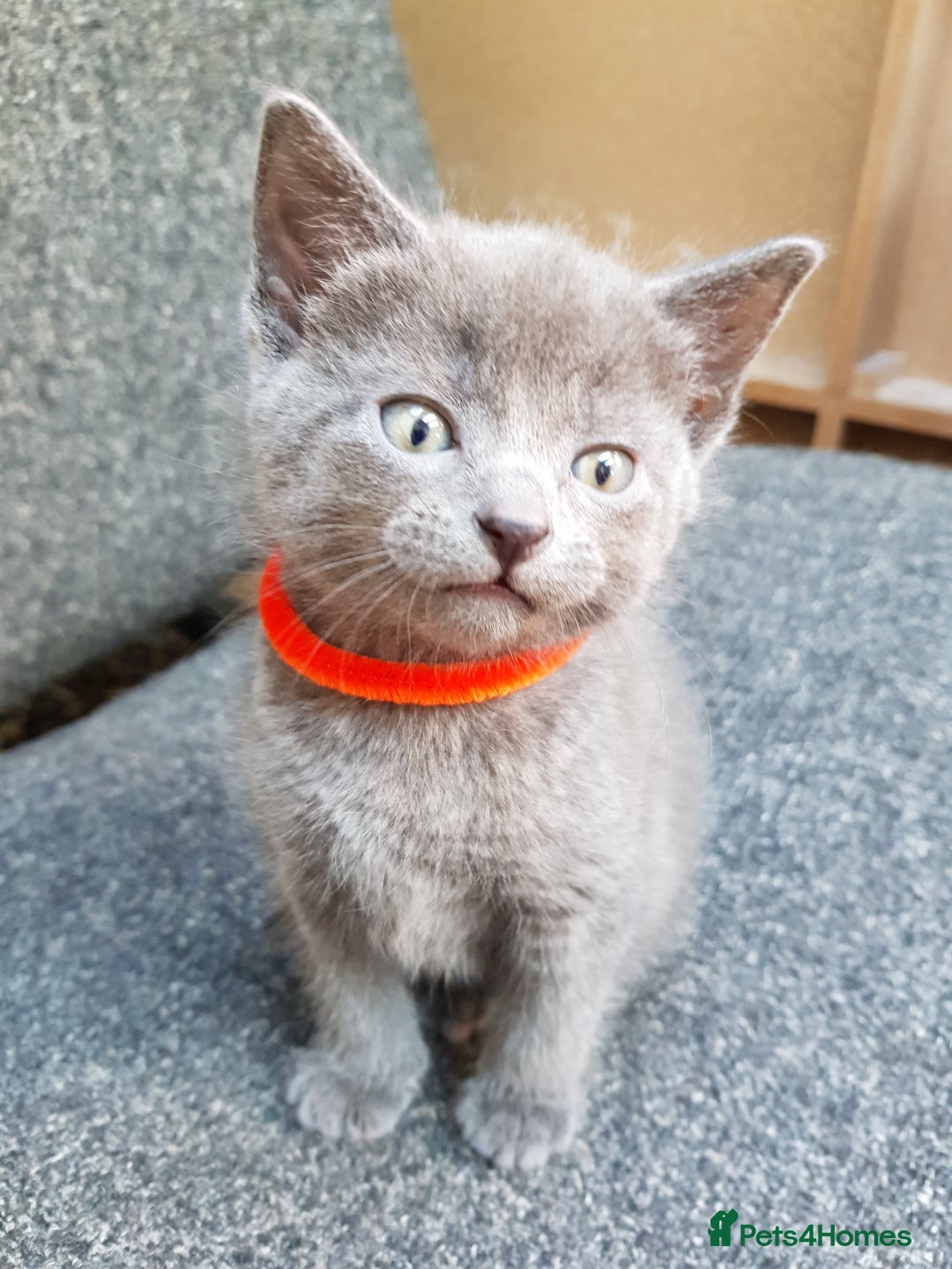 Mixed Breed cats for sale: Grey kittens  - Image 22