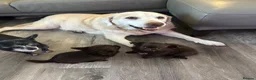 Chihuahua dogs for sale: READY NOW - Long coat chihuahua puppies - Advert 21