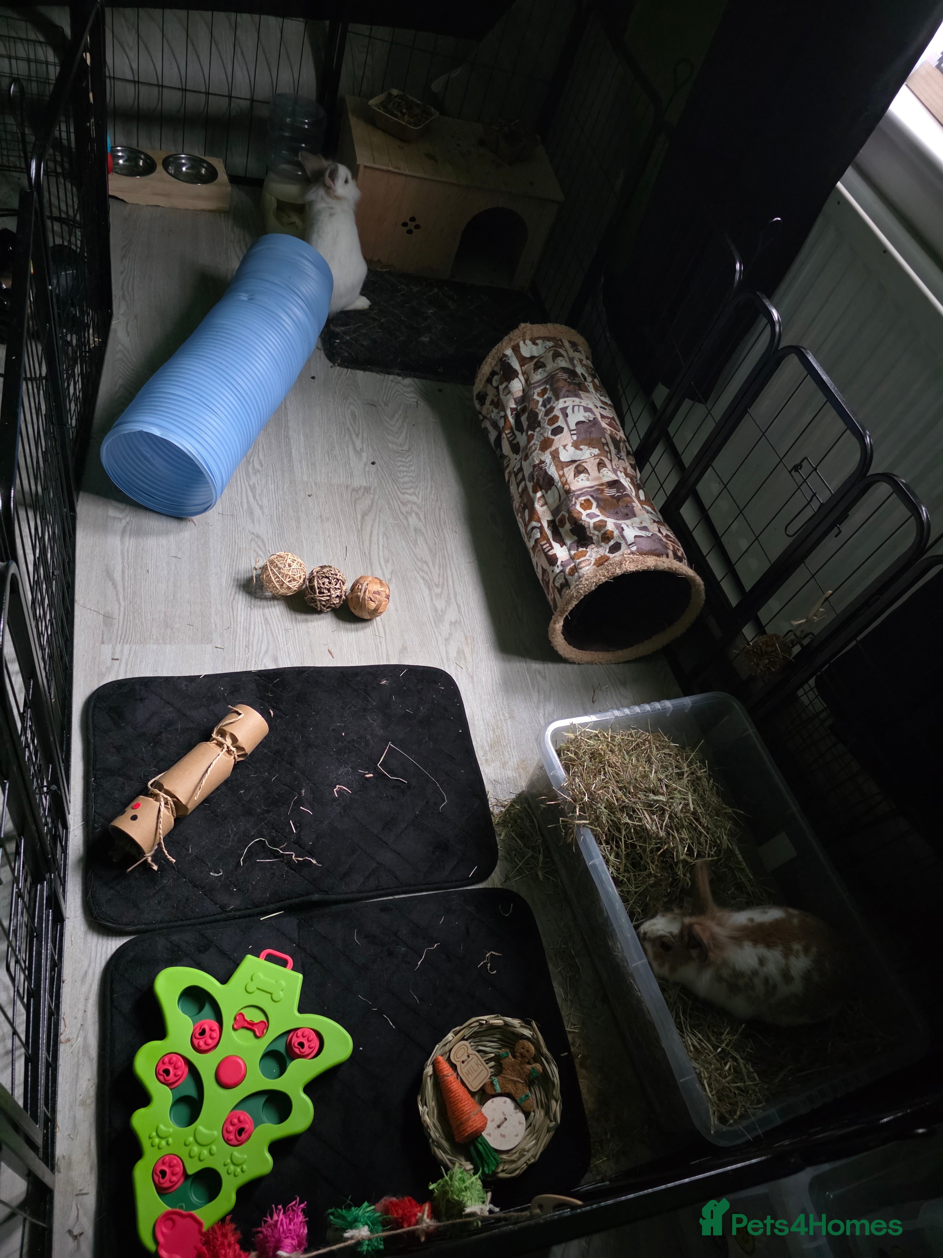 Mini Lion Lop rabbits Two beautiful female rabbits - Advert 1