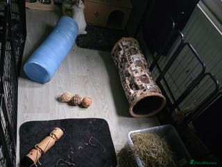 Mini Lion Lop rabbits Two beautiful female rabbits - Advert 1