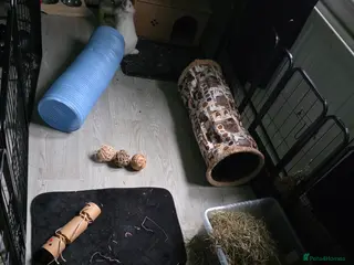 Mini Lion Lop rabbits Two beautiful female rabbits - Advert 7