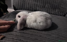 Mini Lop rabbits for sale: Mini lop rabbits - Image 7