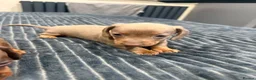 Miniature Dachshund dogs for sale: KC pure Miniature Dachshunds   - Advert 19
