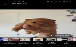 Pomeranian dogs for sale: Pomeranian girls  - Image 9
