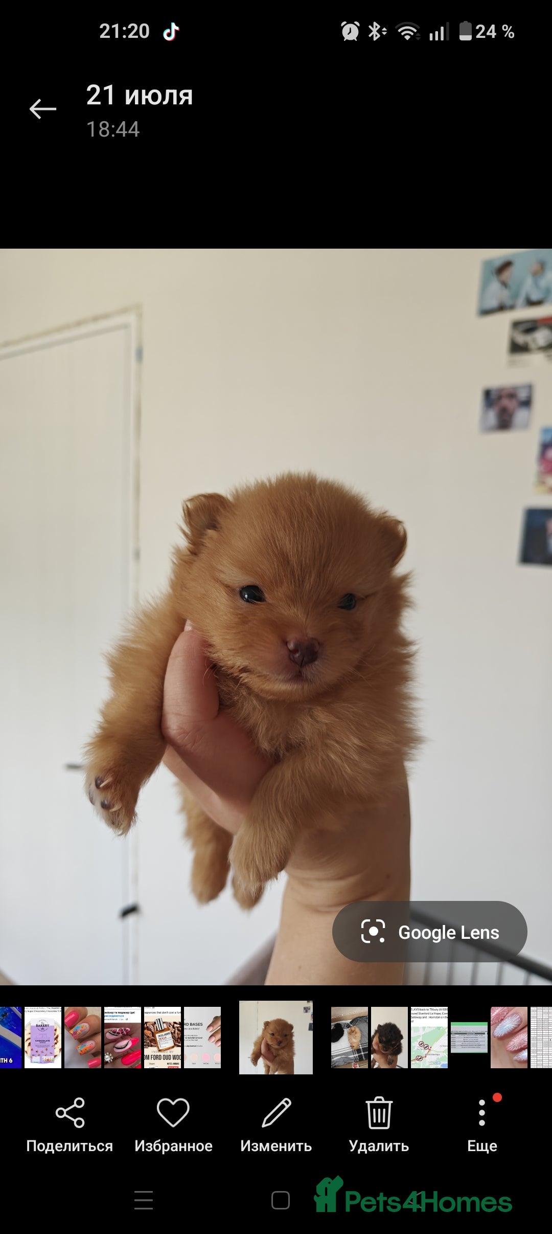 Pomeranian dogs for sale: Pomeranian girls  - Image 9