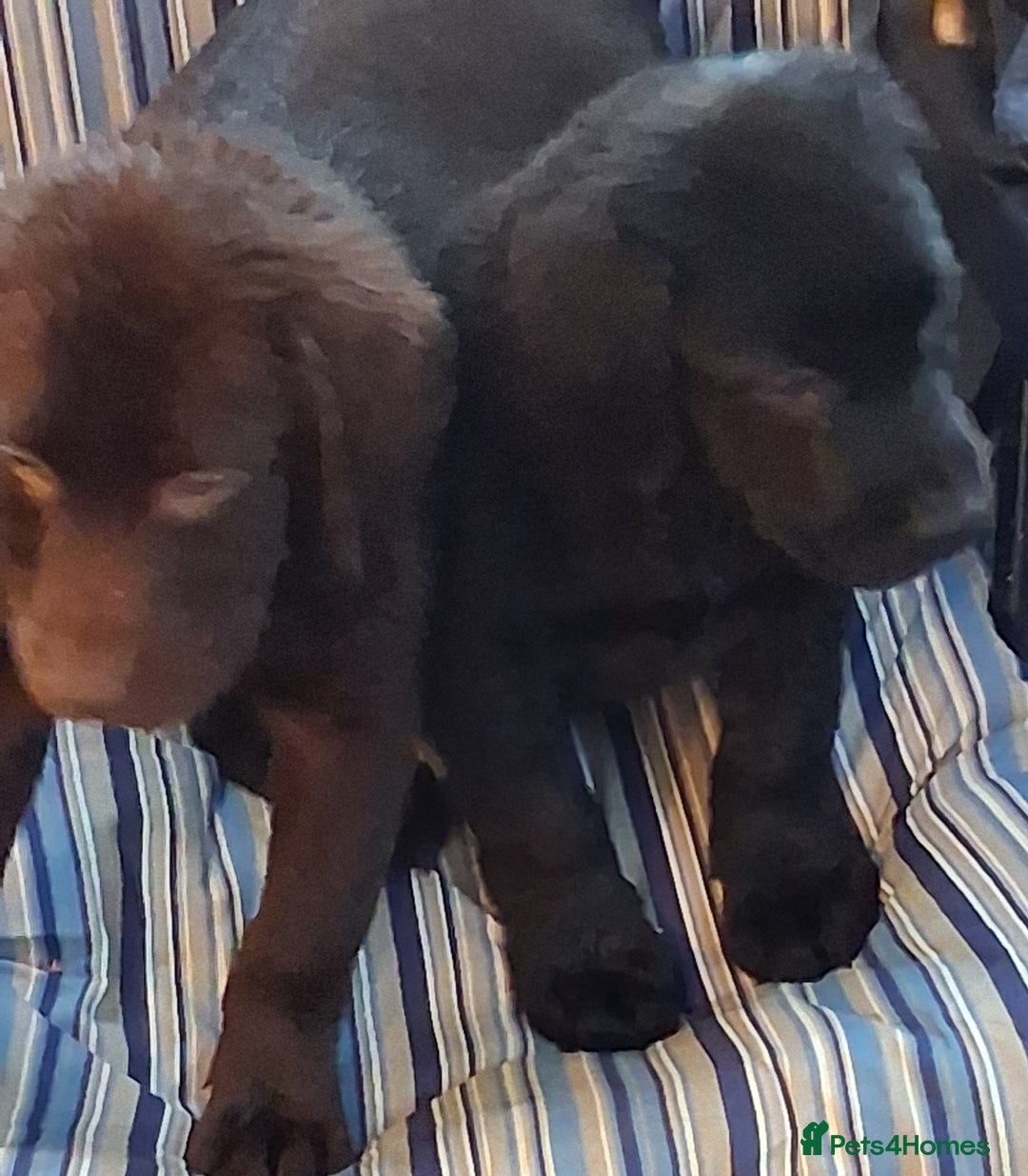 Labrador Retriever dogs for sale: Stunning big pedigree labrador puppies - Advert 12