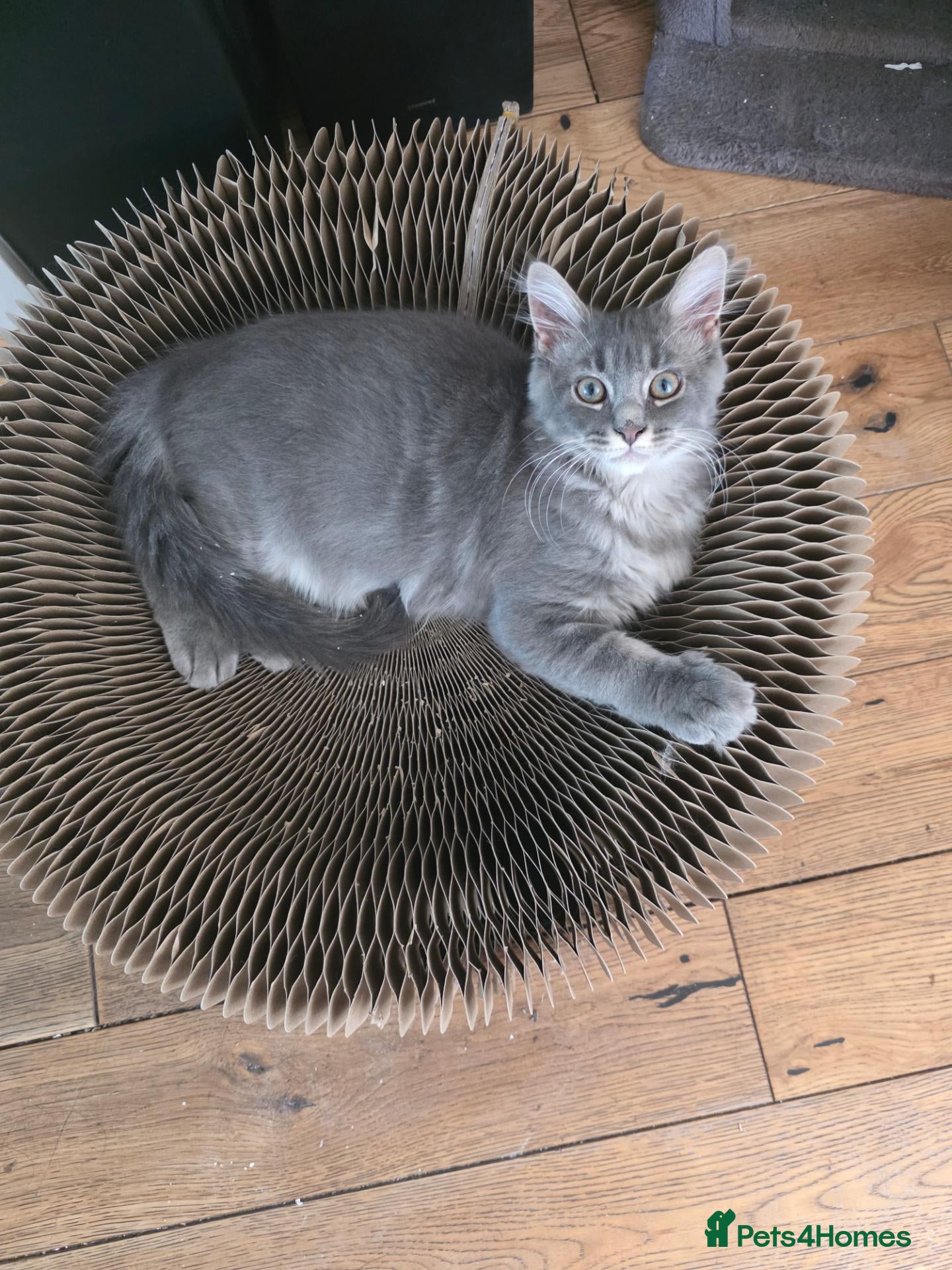 Maine Coon cats Ready now Pure breed Maine coons kittens 1g & 2b - Advert 2