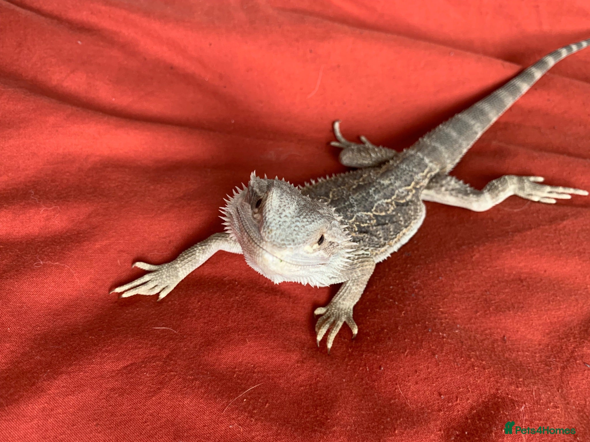 Bearded Dragon reptiles Bearded dragon  - Advert 1